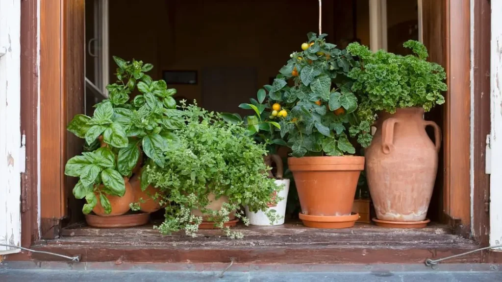 איך להקים גינת עשבי תיבול במיכלים בדירה קטנה