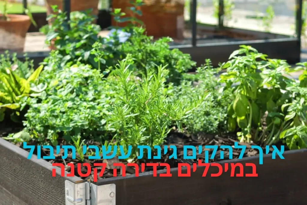 איך להקים גינת עשבי תיבול במיכלים בדירה קטנה