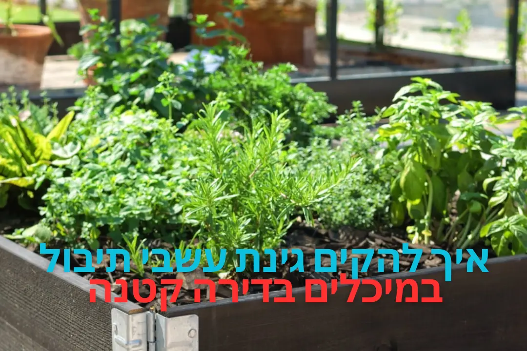 איך להקים גינת עשבי תיבול במיכלים בדירה קטנה